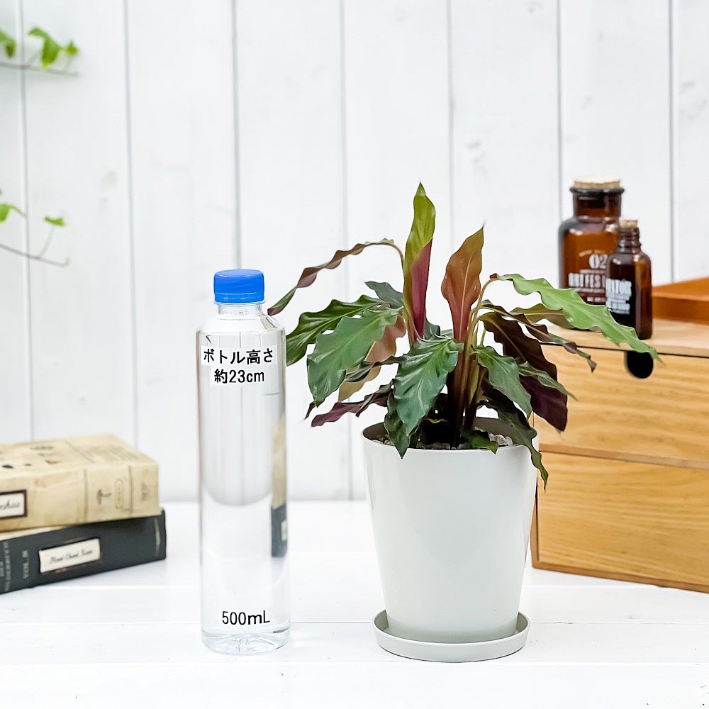 PLANCHU 観葉植物 カラテア ルフィバルバ 4号鉢 受け皿付き 育て方説明書付き Calathea rufibarba