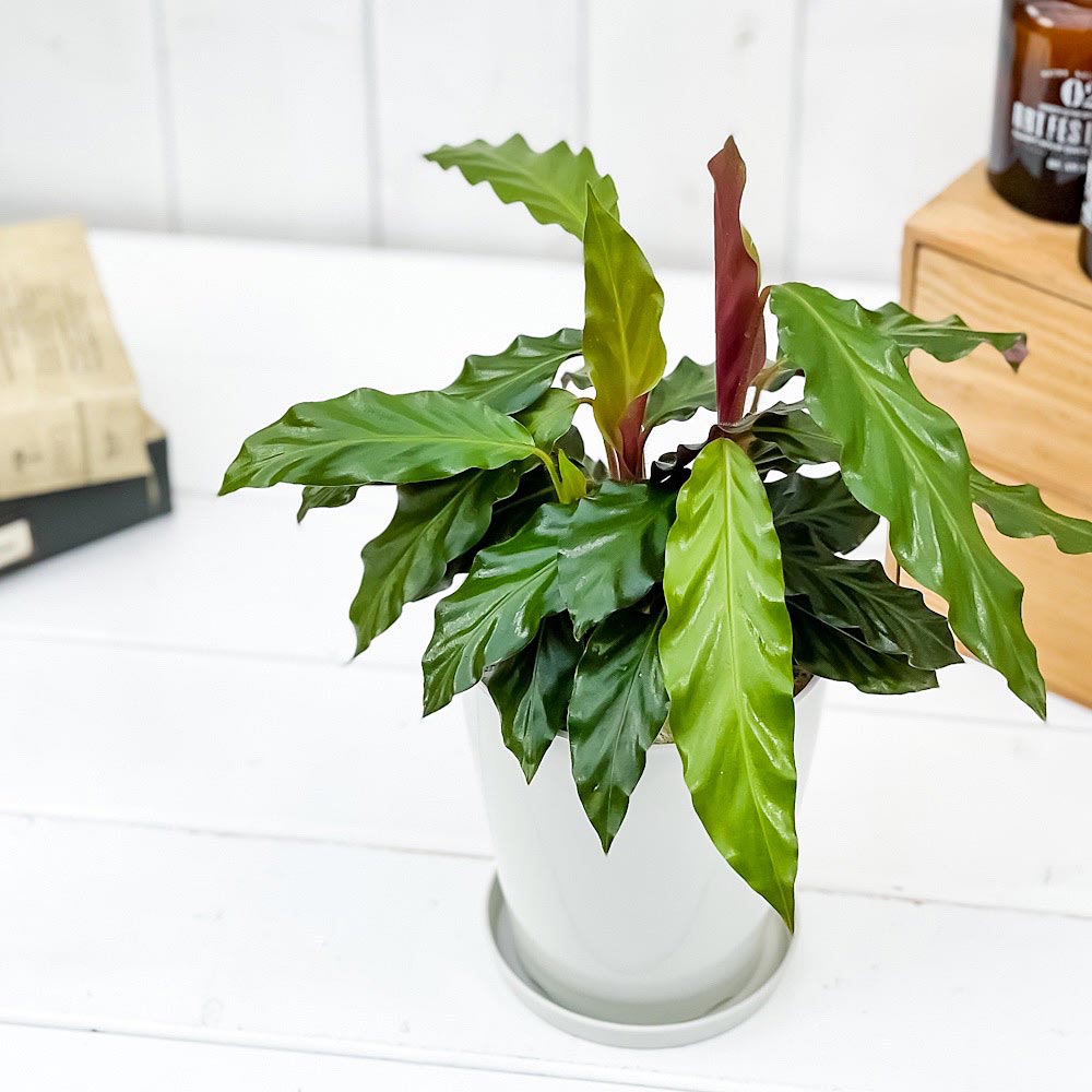 PLANCHU 観葉植物 カラテア ルフィバルバ 4号鉢 受け皿付き 育て方説明書付き Calathea rufibarba