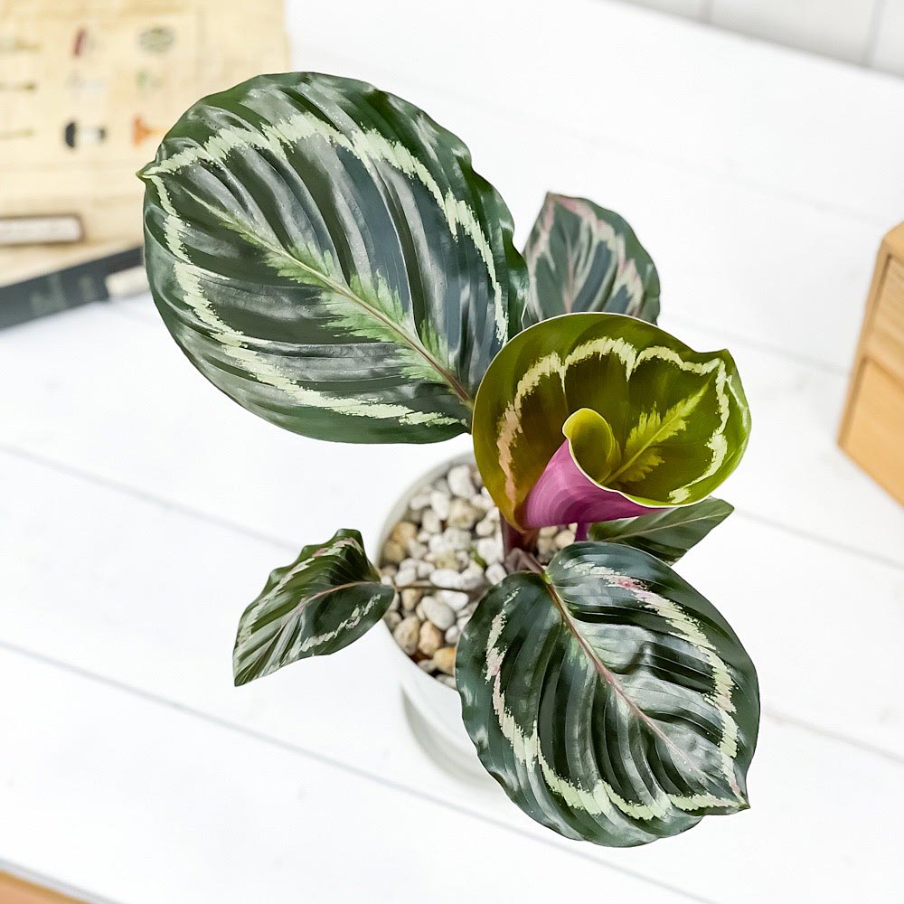 PLANCHU 観葉植物 カラテア メダリオン 4号鉢 受け皿付き 育て方説明書付き Calathea ‘Medallion’