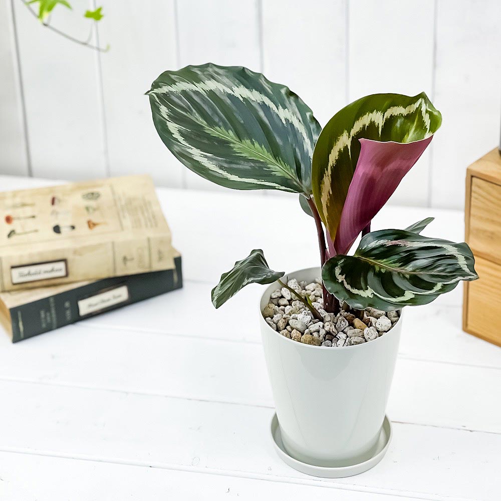 PLANCHU 観葉植物 カラテア メダリオン 4号鉢 受け皿付き 育て方説明書付き Calathea ‘Medallion’