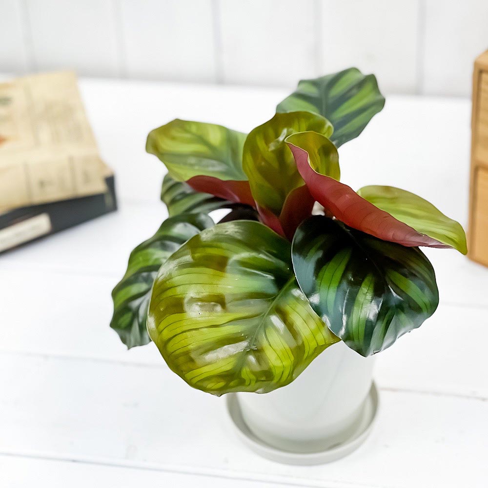 PLANCHU 観葉植物 カラテア ファシアータ 4号鉢 受け皿付き 育て方説明書付き Calathea fasciata