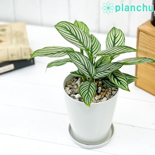 PLANCHU 観葉植物 カラテア ビッタタ 4号鉢 受け皿付き 育て方説明書付き Calathea elliptica ‘Vittata’