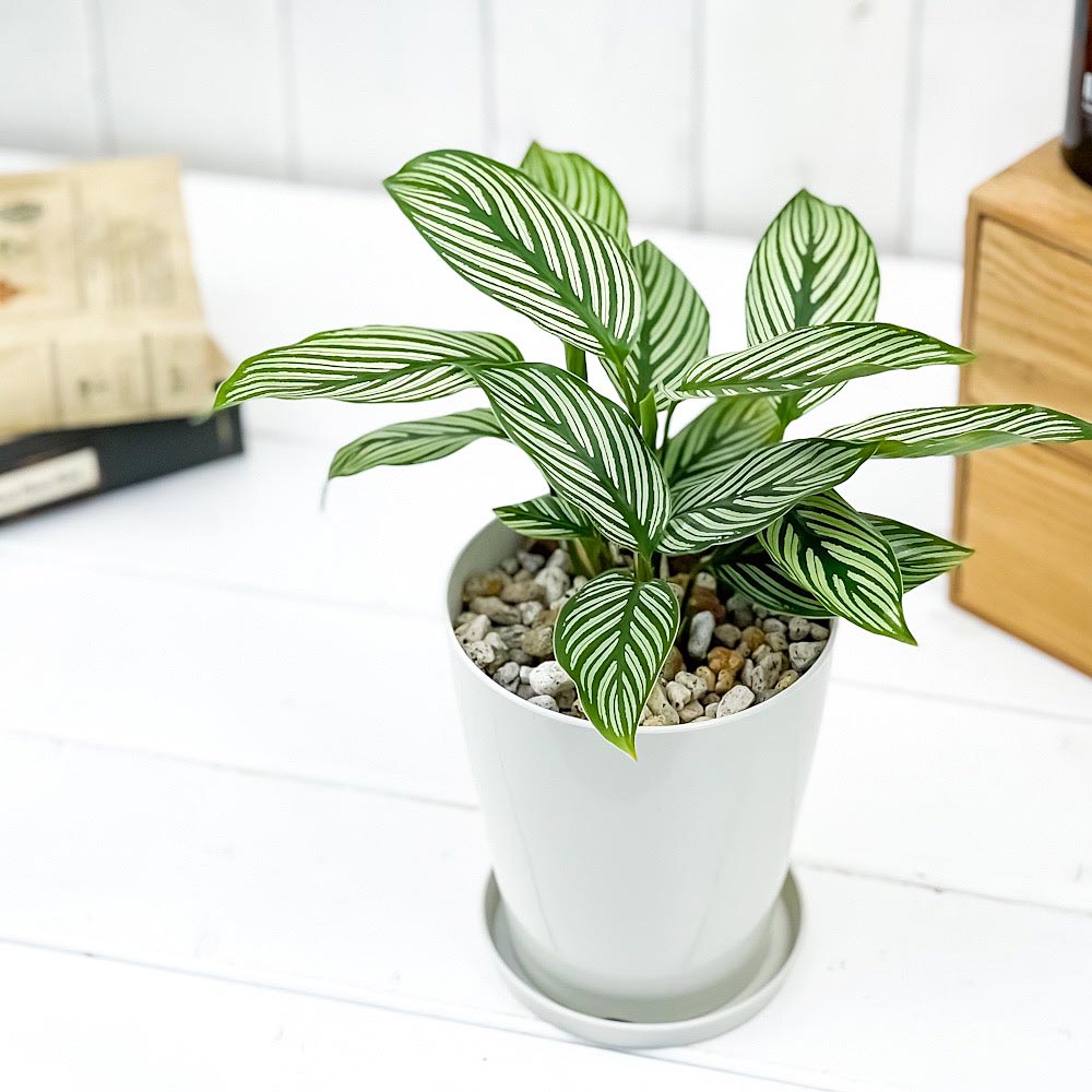 PLANCHU 観葉植物 カラテア ビッタタ 4号鉢 受け皿付き 育て方説明書付き Calathea elliptica ‘Vittata’