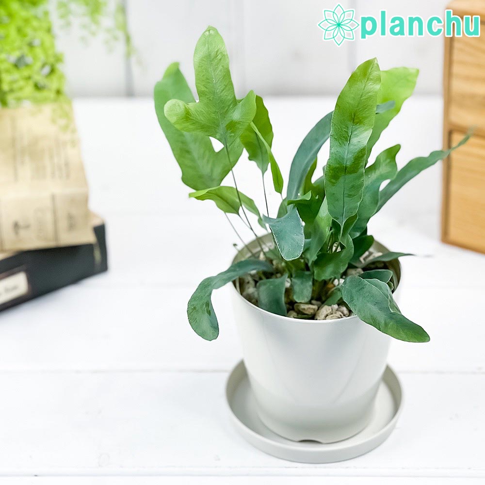 PLANCHU 観葉植物 フレボディウム ブルースター 3.5号鉢 受け皿付き 育て方説明書付き Phlebodium aureum ‘Mandaianum’ シダ植物