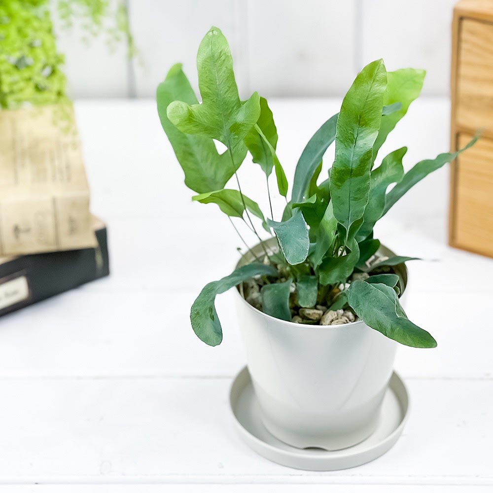 PLANCHU 観葉植物 フレボディウム ブルースター 3.5号鉢 受け皿付き 育て方説明書付き Phlebodium aureum ‘Mandaianum’ シダ植物