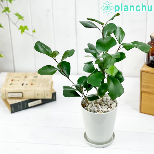 PLANCHU 観葉植物 フィカス トライアンギュラリス 4号鉢 受け皿付き 育て方説明書付き Ficus triangularis ハートの木 ハートボダイジュ ゴムノキ ゴムの木