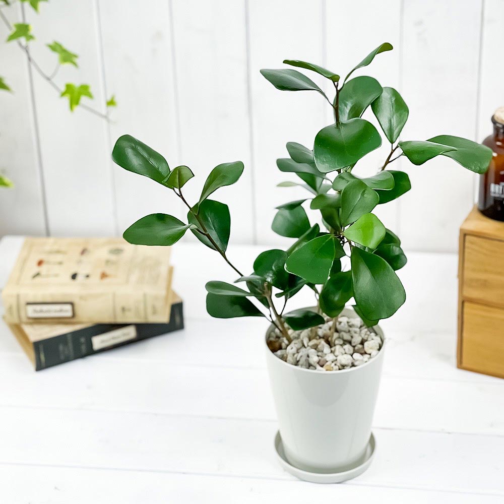 PLANCHU 観葉植物 フィカス トライアンギュラリス 4号鉢 受け皿付き 育て方説明書付き Ficus triangularis ハートの木 ハートボダイジュ ゴムノキ ゴムの木