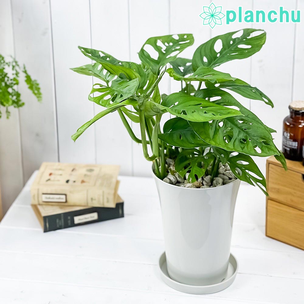 PLANCHU 観葉植物 マドカズラ モンステラ フリードリヒスターリー 6号鉢 受け皿付き 育て方説明書付き Monstera friedrichsthalii アロイド