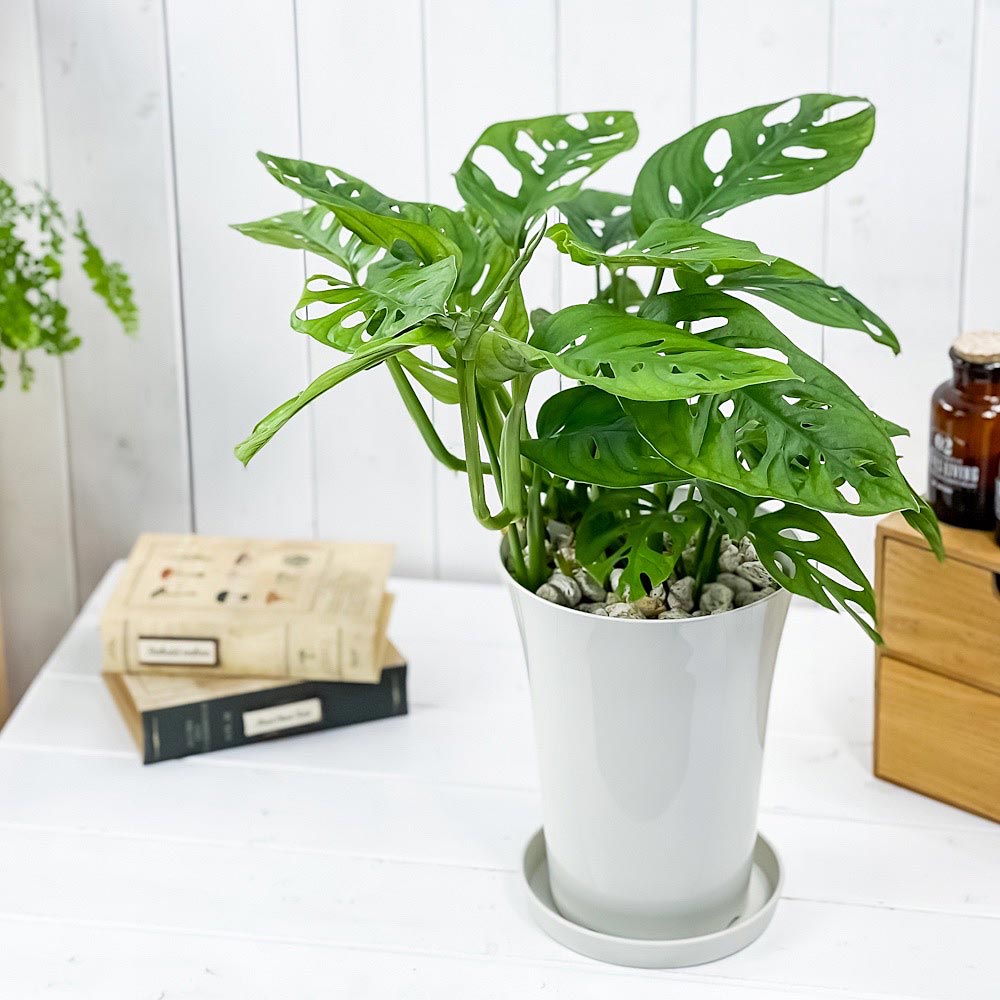 PLANCHU 観葉植物 マドカズラ モンステラ フリードリヒスターリー 6号鉢 受け皿付き 育て方説明書付き Monstera friedrichsthalii アロイド
