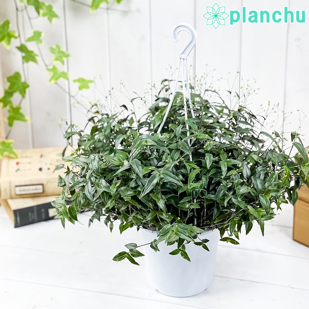 PLANCHU 観葉植物 ブライダルベール 5号吊り鉢 育て方説明書付き Gibasis pellucida ギバシス ペルキダ 鉢花