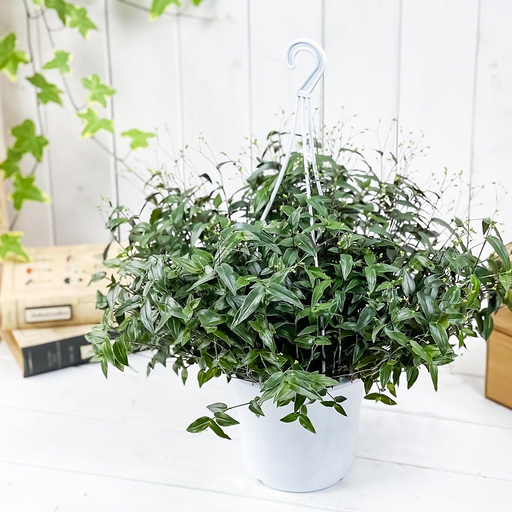 PLANCHU 観葉植物 ブライダルベール 5号吊り鉢 育て方説明書付き Gibasis pellucida ギバシス ペルキダ 鉢花