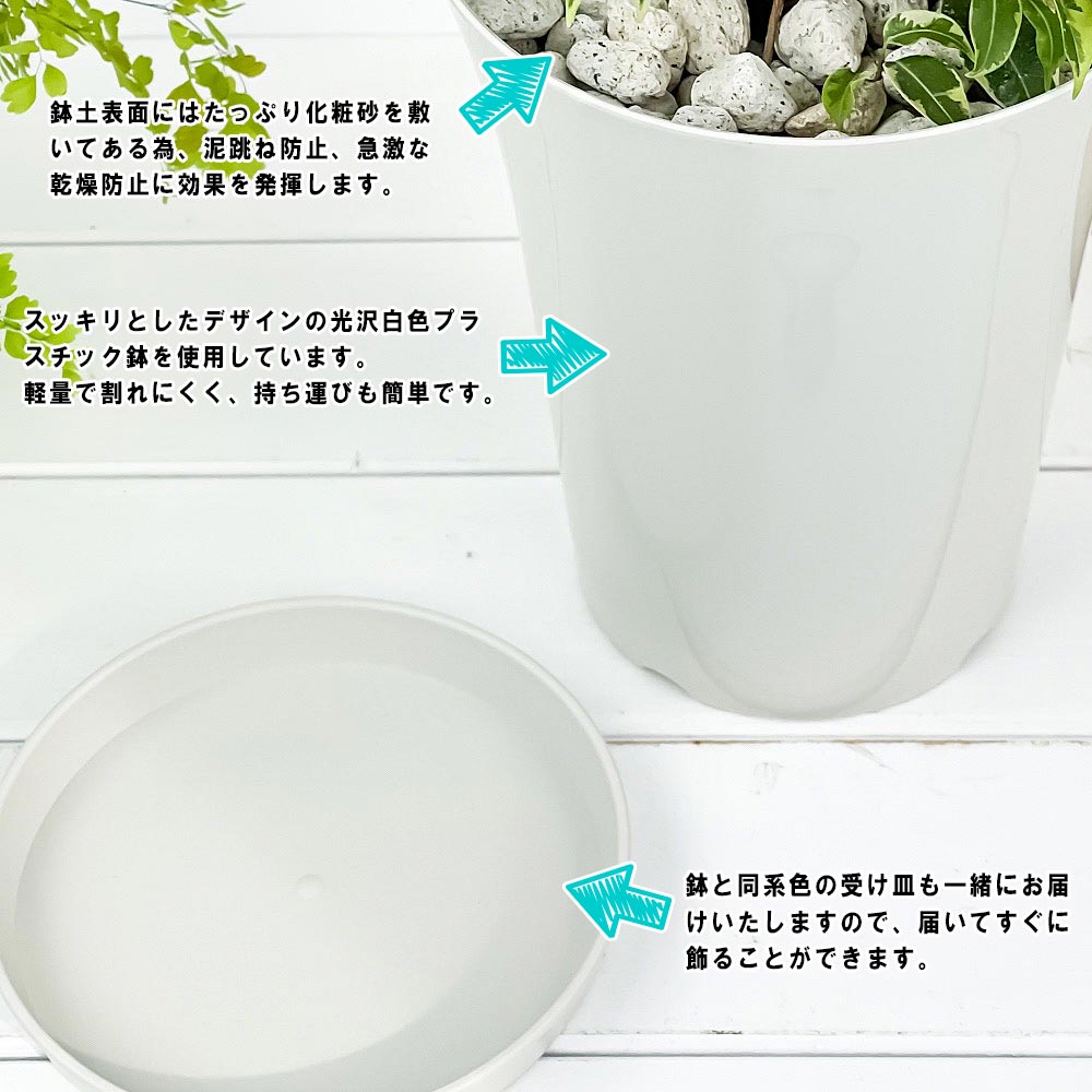 PLANCHU 観葉植物 ネフロレピス スコッチ 6号鉢 受け皿付き 育て方説明