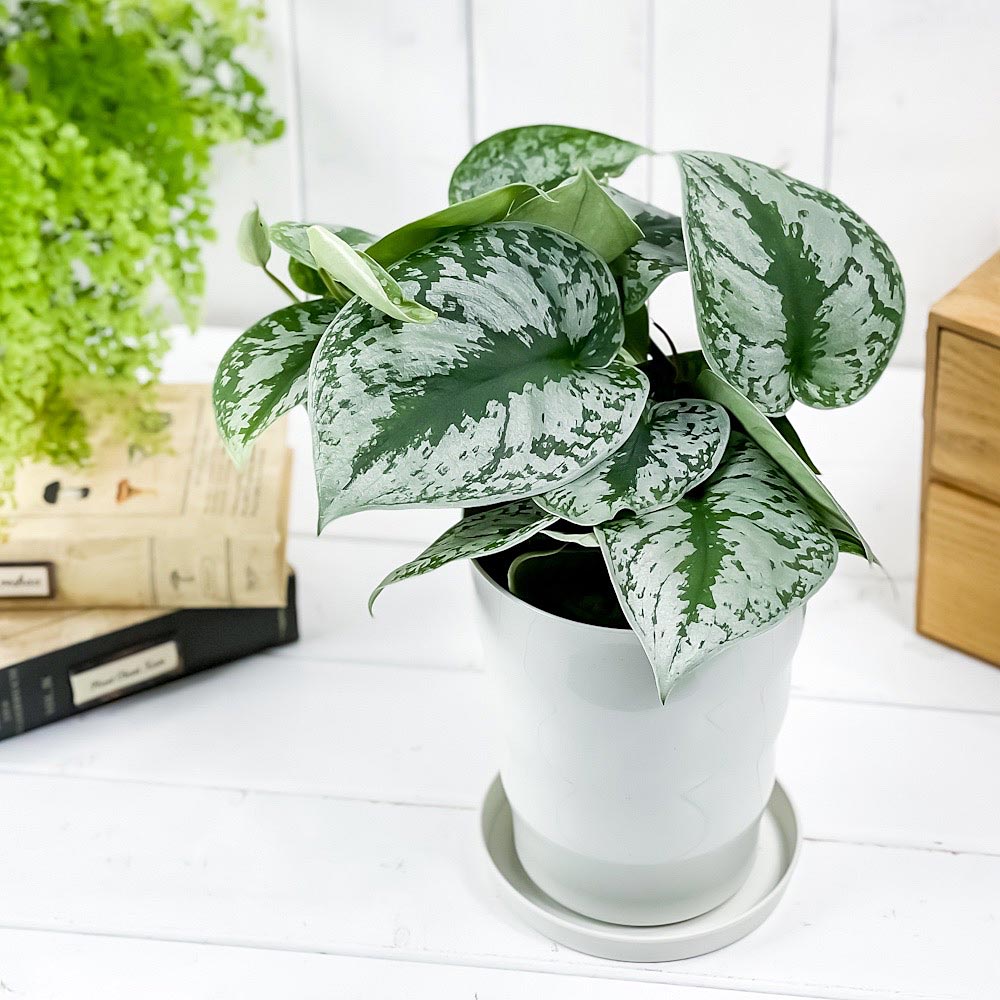 PLANCHU 観葉植物 スキンダプサス トレビー 5号鉢 受け皿付き 育て方