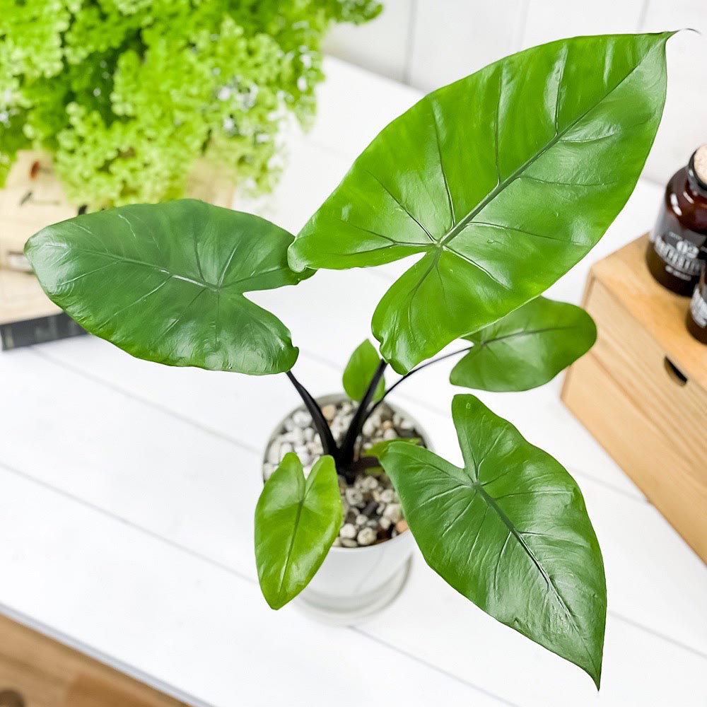 PLANCHU 観葉植物 アロカシア ブラックステム 4号鉢 受け皿付き 育て方説明書付き Alocasia ‘Black Stem’ アロイド