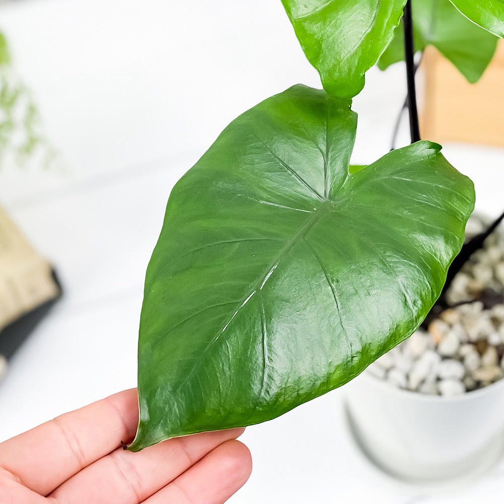 PLANCHU 観葉植物 アロカシア ブラックステム 4号鉢 受け皿付き 育て方説明書付き Alocasia ‘Black Stem’ アロイド