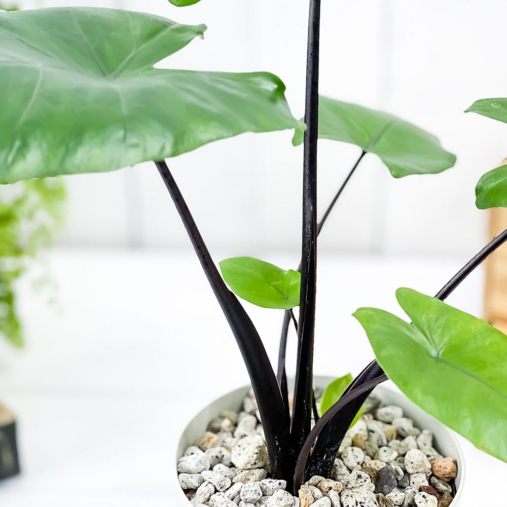 PLANCHU 観葉植物 アロカシア ブラックステム 4号鉢 受け皿付き 育て方説明書付き Alocasia ‘Black Stem’ アロイド