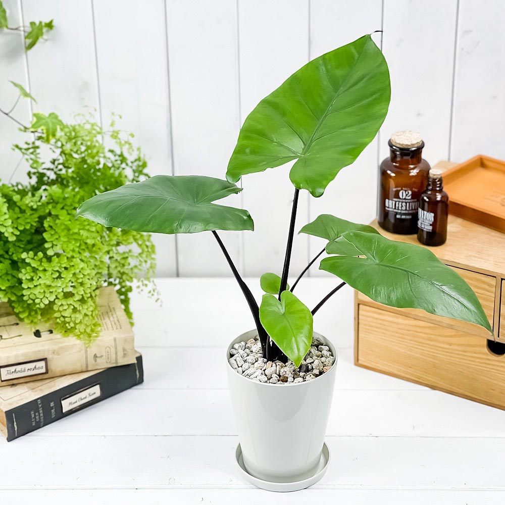 PLANCHU 観葉植物 アロカシア ブラックステム 4号鉢 受け皿付き 育て方