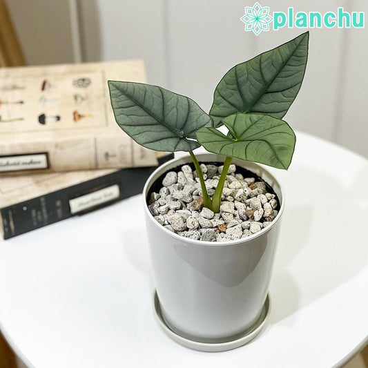 PLANCHU 観葉植物 アロカシア エレーン 4号鉢 受け皿付き 育て方説明書付き Alocasia nebula ‘Elaine’ アロイド