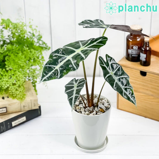 PLANCHU 観葉植物 アロカシア アマゾニカ ポリー 4号鉢 受け皿付き 育て方説明書付き Alocasia × amazonica ‘Polly’ アロイド