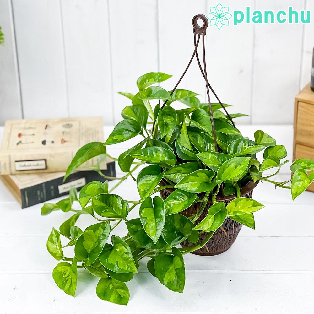 PLANCHU 観葉植物 ポトス グローバルグリーン 5号吊り鉢 育て方説明書付き PVP Epipremnum aureum ‘Global Green’  エピプレムナム アロイド