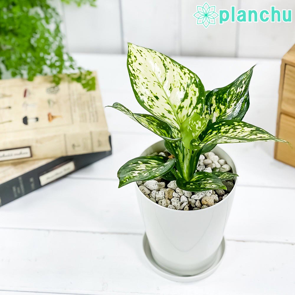 PLANCHU 観葉植物 アグラオネマ エイリーン 4号鉢 受け皿付き 育て方説明書付き Aglaonema cv. 幸せを招くタイの宝石 アロイド