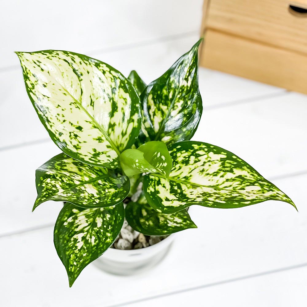 PLANCHU 観葉植物 アグラオネマ エイリーン 4号鉢 受け皿付き 育て方説明書付き Aglaonema cv. 幸せを招くタイの宝石 アロイド