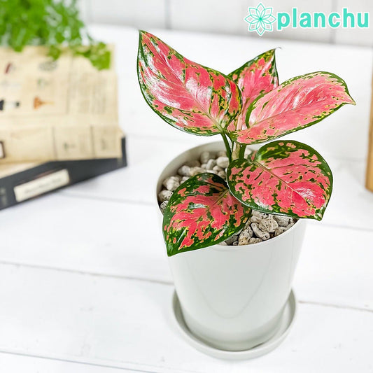 PLANCHU 観葉植物 アグラオネマ ビューティー 4号鉢 受け皿付き 育て方説明書付き Aglaonema ‘Beauty’ 幸せを招くタイの宝石 アロイド