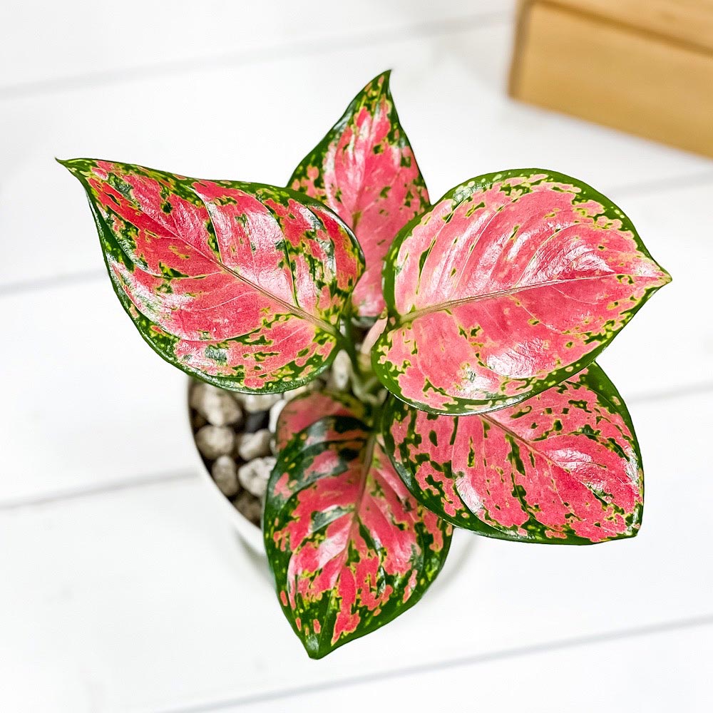 PLANCHU 観葉植物 アグラオネマ ビューティー 4号鉢 受け皿付き 育て方説明書付き Aglaonema ‘Beauty’ 幸せを招くタイの宝石 アロイド