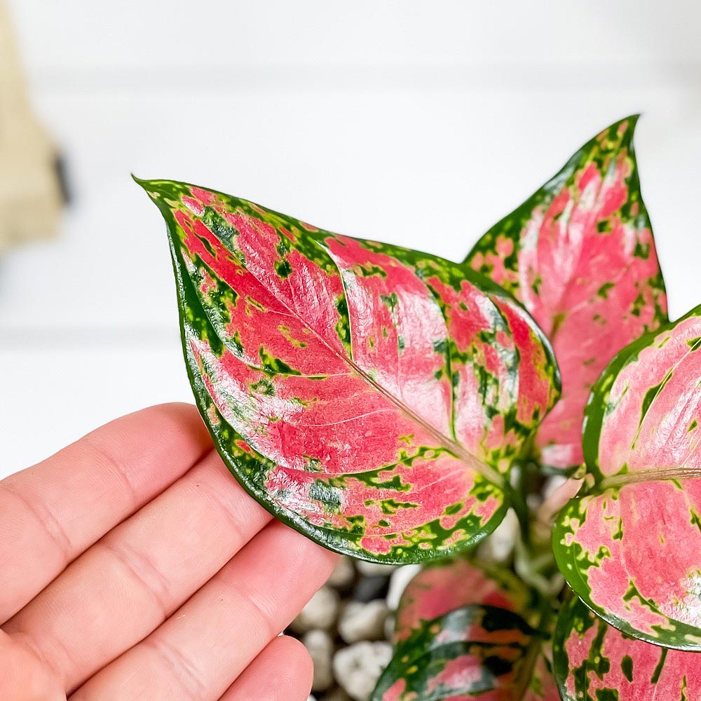 PLANCHU 観葉植物 アグラオネマ ビューティー 4号鉢 受け皿付き 育て方説明書付き Aglaonema ‘Beauty’ 幸せを招くタイの宝石 アロイド
