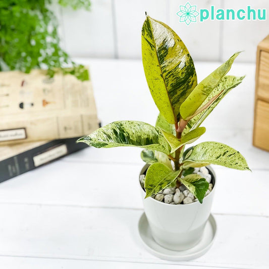 PLANCHU 観葉植物 フィカス ジン 3.5号鉢 受け皿付き 育て方説明書付き Ficus elastica ‘Gin’ 斑入り