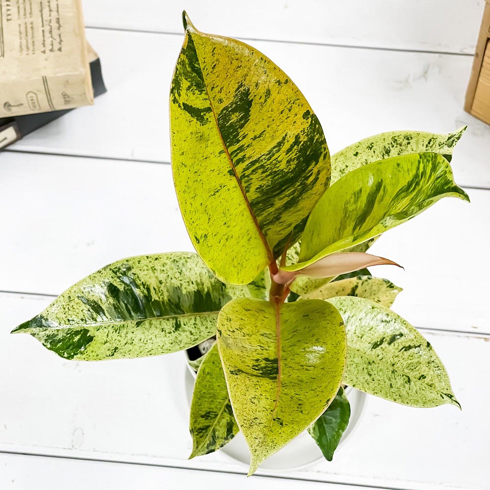 PLANCHU 観葉植物 フィカス ジン 3.5号鉢 受け皿付き 育て方説明書付き Ficus elastica ‘Gin’