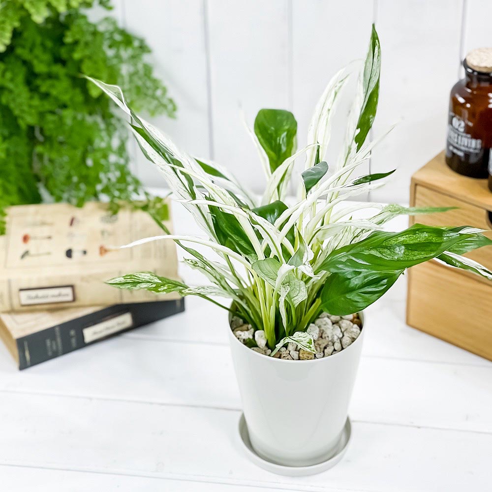 PLANCHU 観葉植物 スパティフィラム ワリシー バリエガータ 4号鉢 受け皿付き 育て方説明書付き Spathiphyllum wallisii ‘Variegata’ 斑入り アロイド