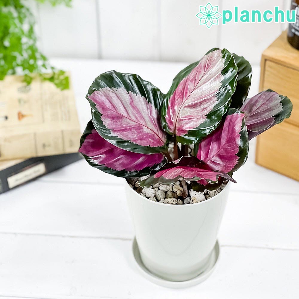 PLANCHU 観葉植物 カラテア ロージー 4号鉢 受け皿付き 育て方説明書付き Calathea roseopicta ‘Rosy’