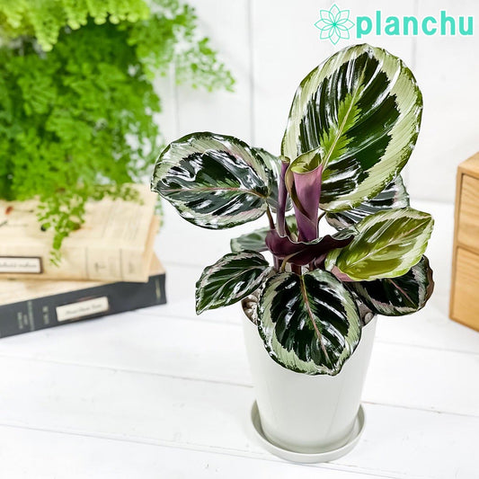 PLANCHU 観葉植物 カラテア シャインスター 4号鉢 受け皿付き 育て方説明書付き Calathea ‘Shine Star’