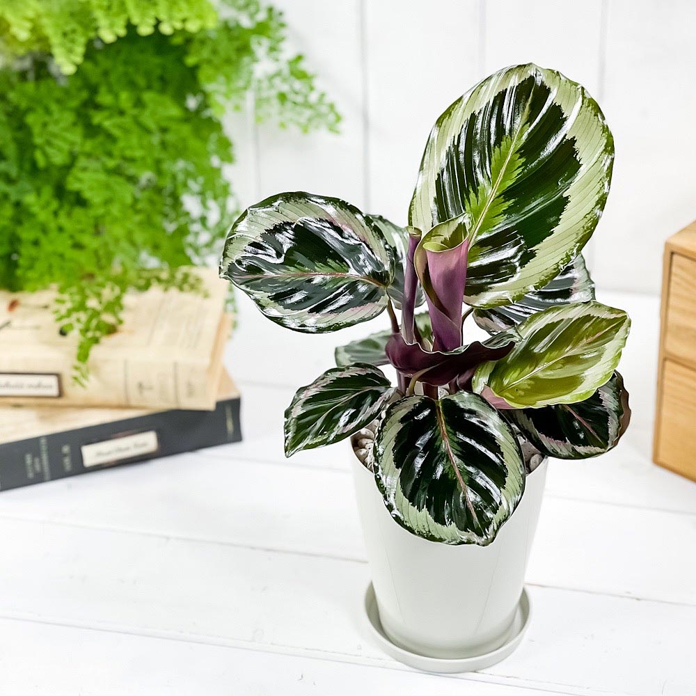 PLANCHU 観葉植物 カラテア シャインスター 4号鉢 受け皿付き 育て方説明書付き Calathea ‘Shine Star’