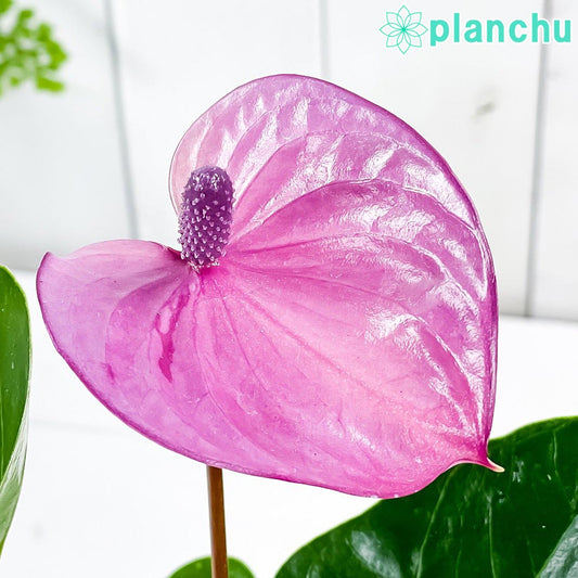 PLANCHU 観葉植物 アンスリウム カバリ 4号鉢 受け皿付き 育て方説明書付き Anthurium ‘Cavalli’ 紫 アンスリューム 鉢花