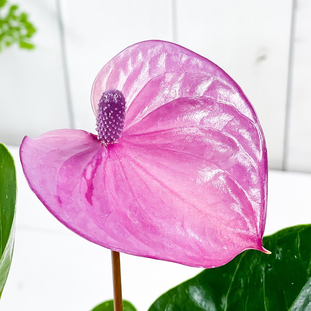 PLANCHU 観葉植物 アンスリウム カバリ 4号鉢 受け皿付き 育て方説明書付き Anthurium andraeanum ‘Cavalli’ アンスリューム アロイド 鉢花 パープル系