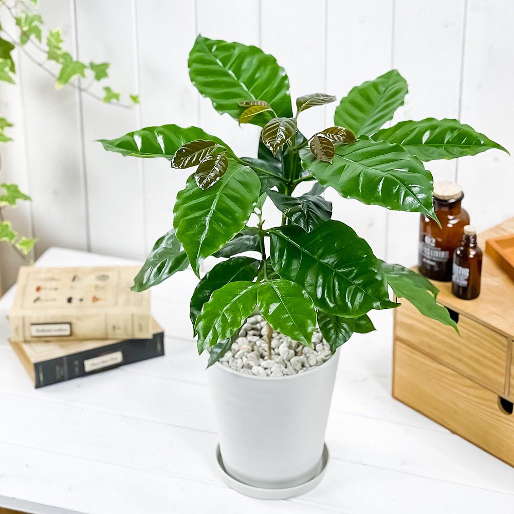 PLANCHU 観葉植物 コーヒーノキ アラビカ 5号鉢 受け皿付き 育て方説明書付き Coffea arabica コーヒーの木 珈琲の木 アラビカコーヒー