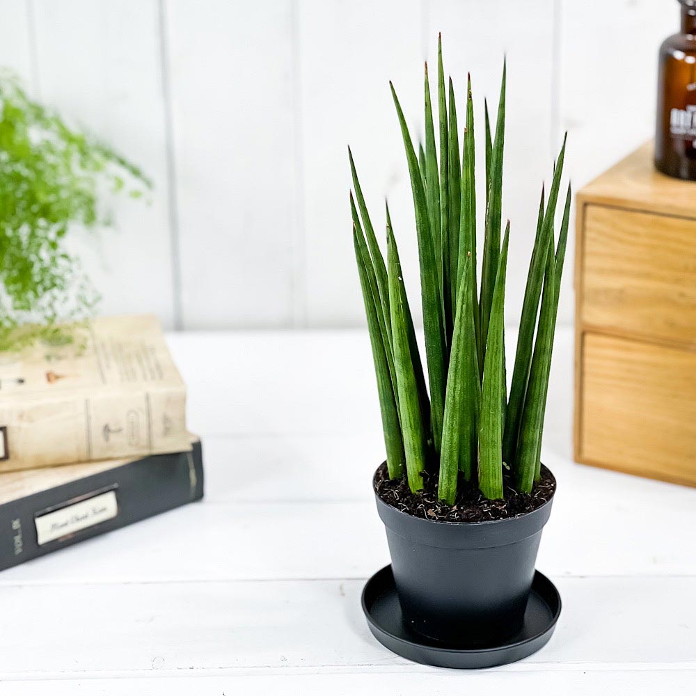 PLANCHU 観葉植物 サンセベリア シルバーニンファ ミカド 3号鉢 受け皿付き 育て方説明書付き Sansevieria ‘Silver Nymph’ サンスベリア