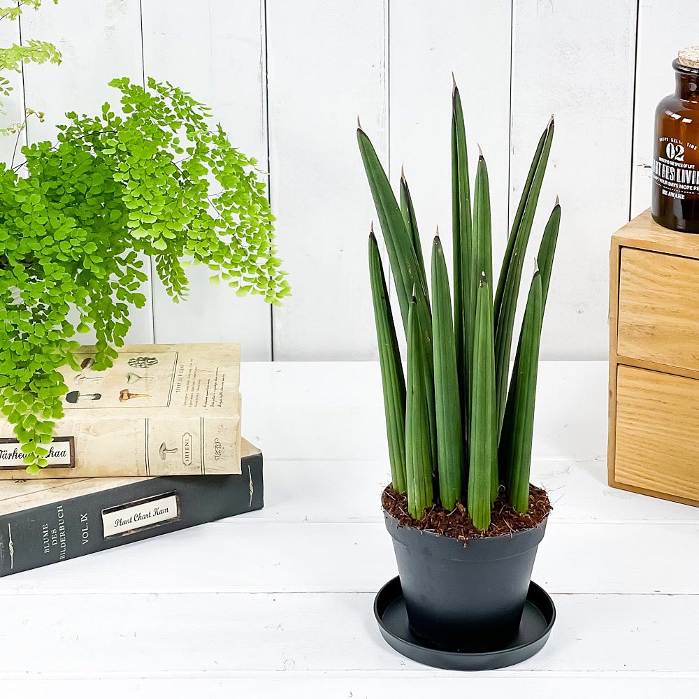 PLANCHU 観葉植物 サンセベリア sp. ミカド 3号鉢 受け皿付き 育て方説明書付き Sansevieria sp. サンスベリア