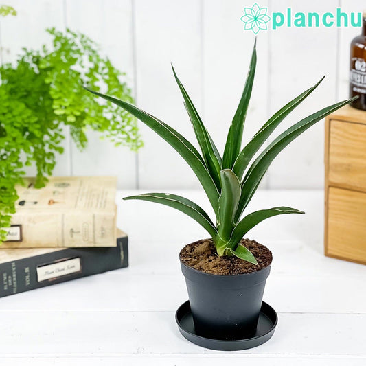 PLANCHU 観葉植物 サンセベリア シャムグリーン 3号鉢 受け皿付き 育て方説明書付き Sansevieria ‘Siam Green’ サイアムグリーン サンスベリア