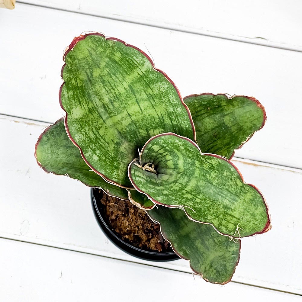 PLANCHU 観葉植物 サンセベリア ドラゴンウィング 3号鉢 受け皿付き 育て方説明書付き Sansevieria ‘Dragon Wing’ サンスベリア