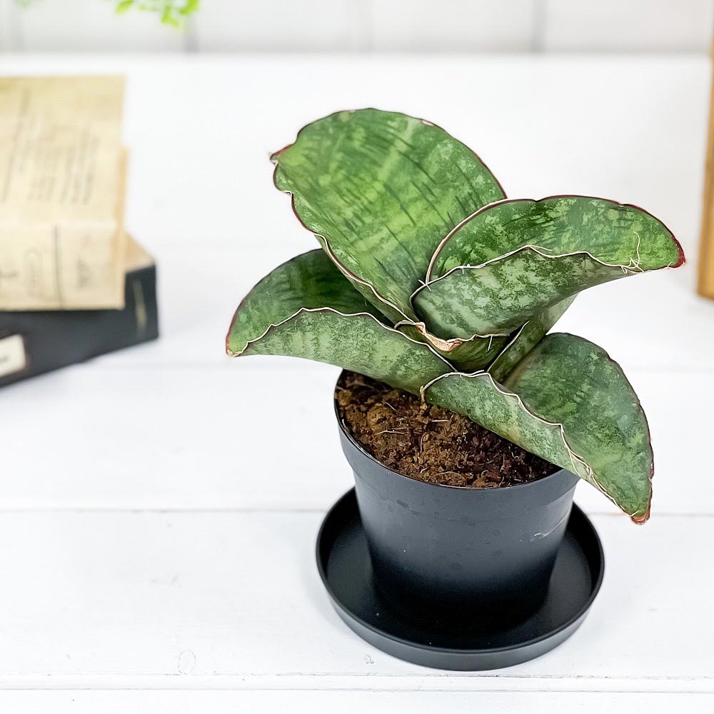 PLANCHU 観葉植物 サンセベリア ドラゴンウィング 3号鉢 受け皿付き