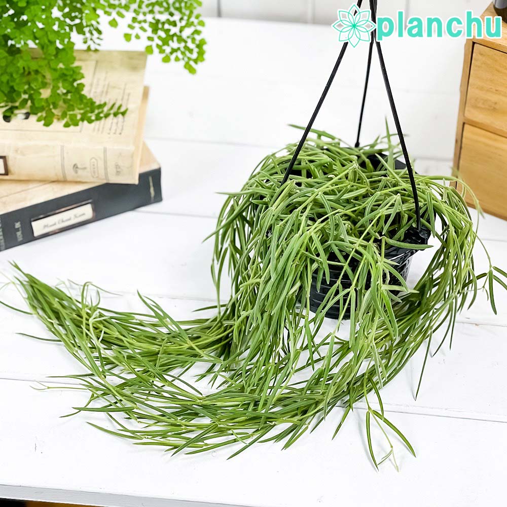 PLANCHU 観葉植物 ホヤ リネアリス 4.5号吊り鉢 育て方説明書付き Hoya linearis ガガイモ サクララン 桜蘭