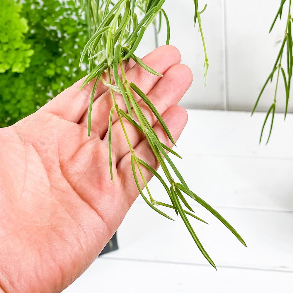 PLANCHU 観葉植物 ホヤ リネアリス 4.5号吊り鉢 育て方説明書付き Hoya linearis ガガイモ サクララン 桜蘭
