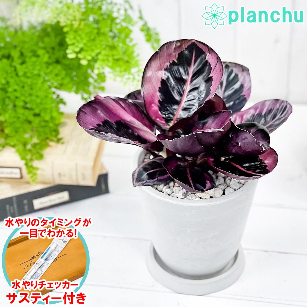 PLANCHU 観葉植物 カラテア レッドモジョ 5号樹脂鉢 サスティー付き 受け皿付き 育て方説明書付き  ‘Red Mojo’ ピンクスター