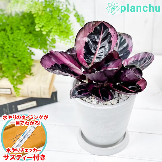 PLANCHU 観葉植物 カラテア レッドモジョ 5号樹脂鉢 サスティー付き 受け皿付き 育て方説明書付き  ‘Red Mojo’ ピンクスター