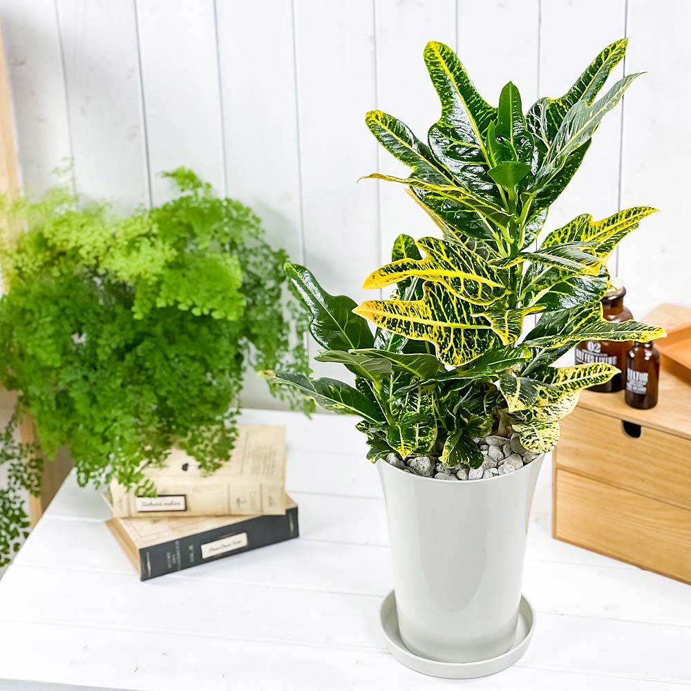 PLANCHU 観葉植物 クロトン ほこ葉系 イエロー 6号鉢 受け皿付き 育て