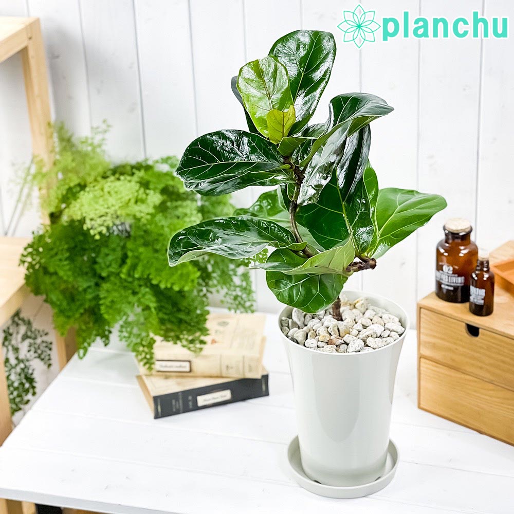 PLANCHU 観葉植物 フィカス リラータ バンビーノ 曲がり 6号鉢 受け皿付き 育て方説明書付き Ficus lyrata ‘Bambino’ ゴムノキ ゴムの木