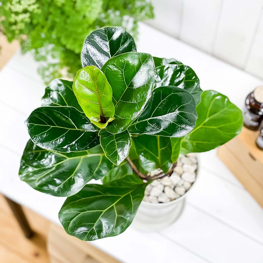 PLANCHU 観葉植物 フィカス リラータ バンビーノ 曲がり 6号鉢 受け皿付き 育て方説明書付き Ficus lyrata ‘Bambino’ ゴムノキ ゴムの木